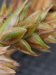 Carex adusta