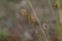 Carex adusta