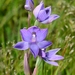 Thelymitra gregaria - Photo (c) Michael Keogh, algunos derechos reservados (CC BY-NC-SA), subido por Michael Keogh