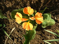 Crossandra zuluensis