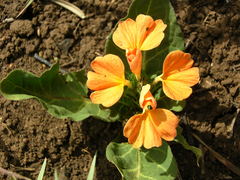 Crossandra zuluensis