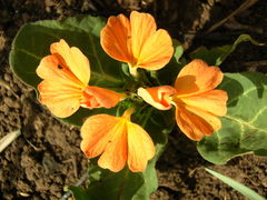 Crossandra zuluensis