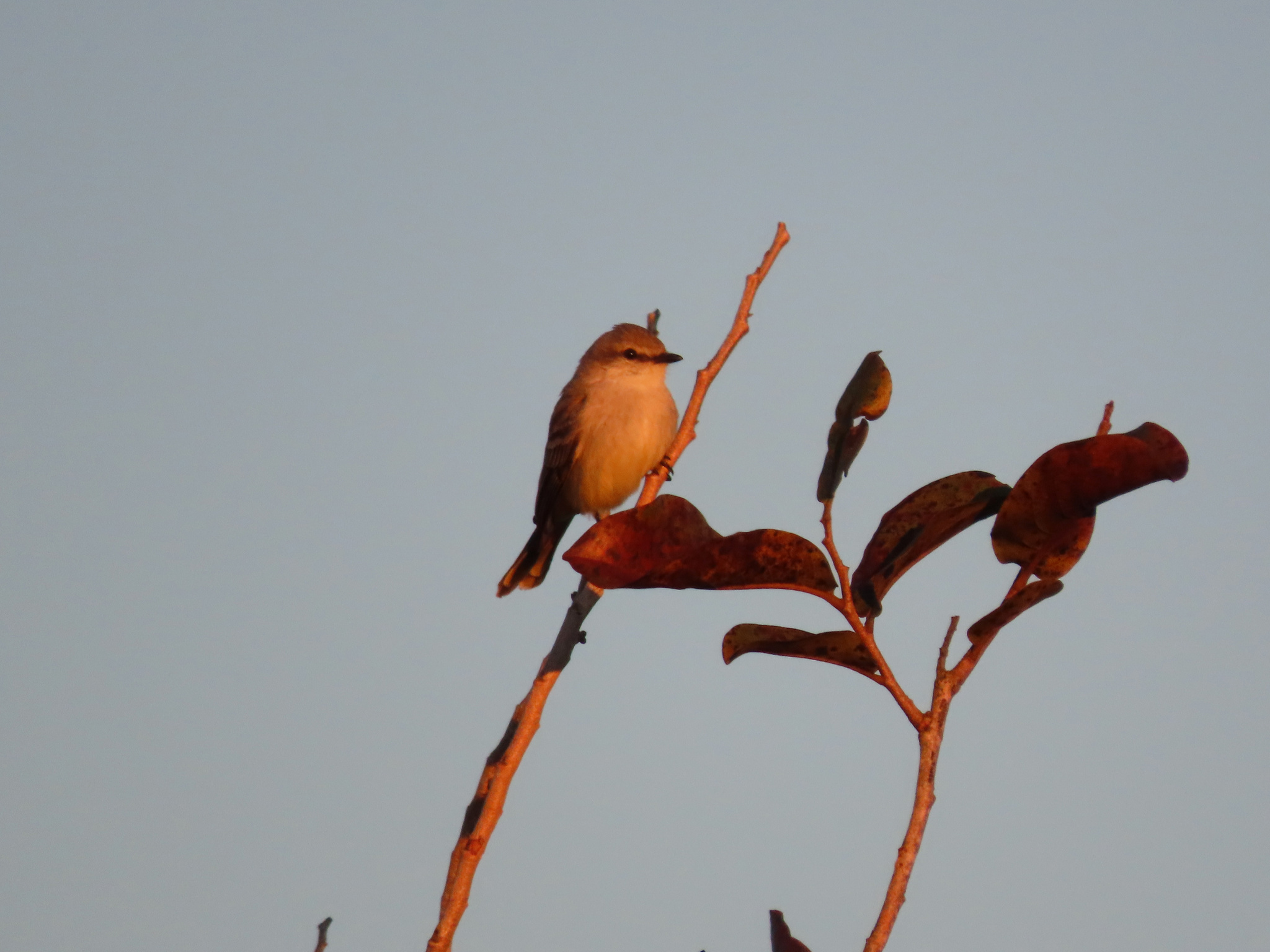 Chapada Flycatcher (Guyramemua affine), photo 1