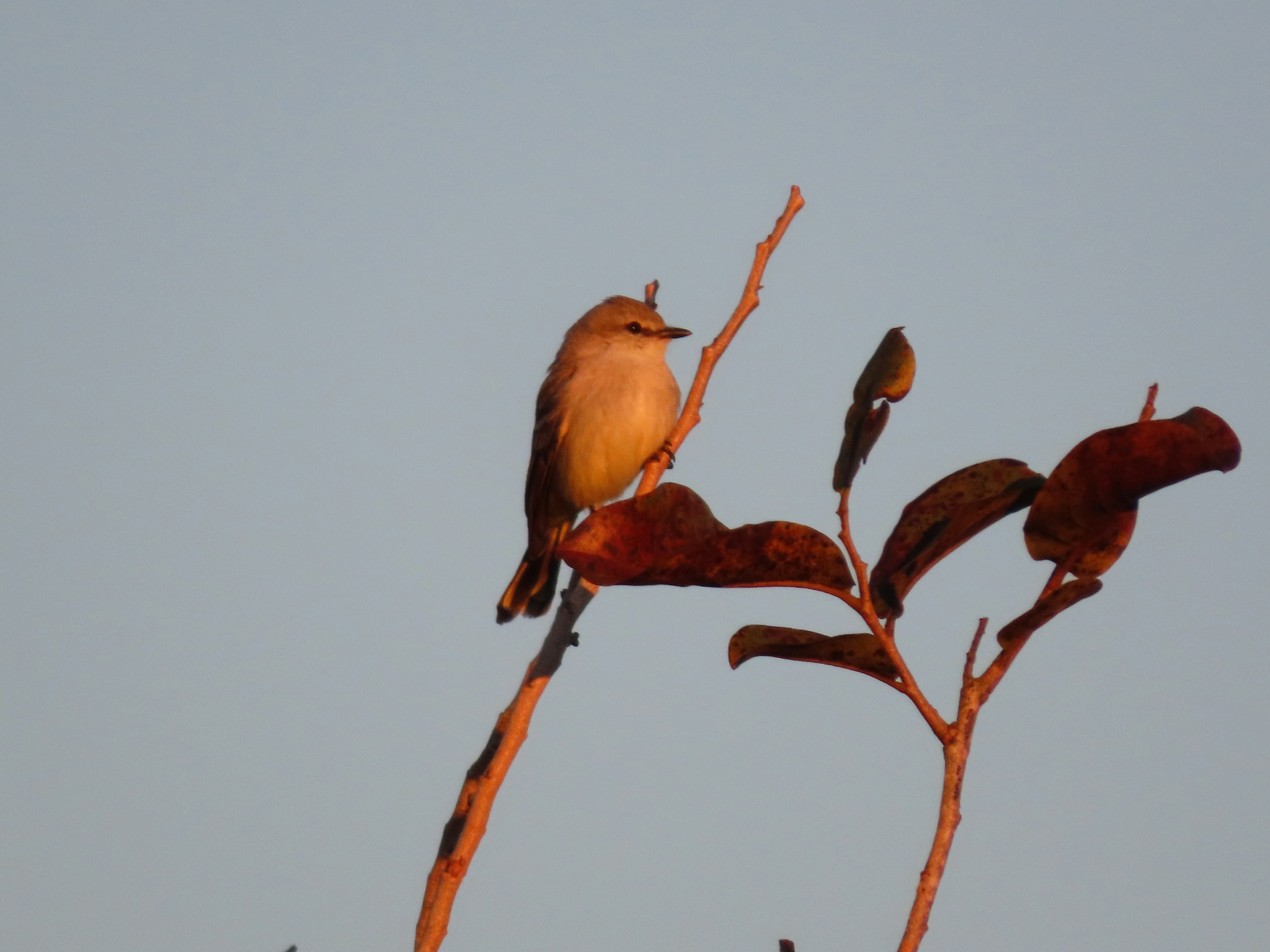 Chapada Flycatcher (Guyramemua affine), photo 5