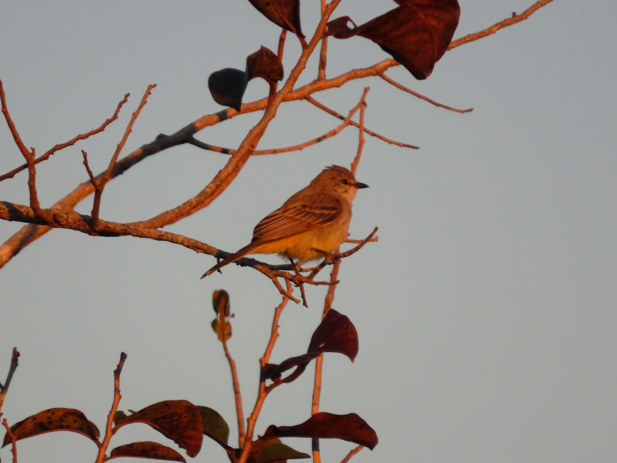 Chapada Flycatcher (Guyramemua affine), photo 2