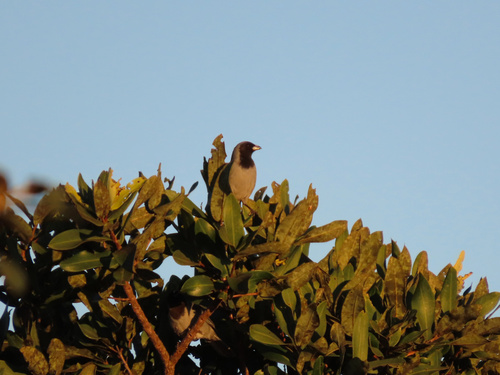 Black-faced Tanager (Schistochlamys melanopis), photo 5
