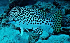 Plectorhinchus macrospilus