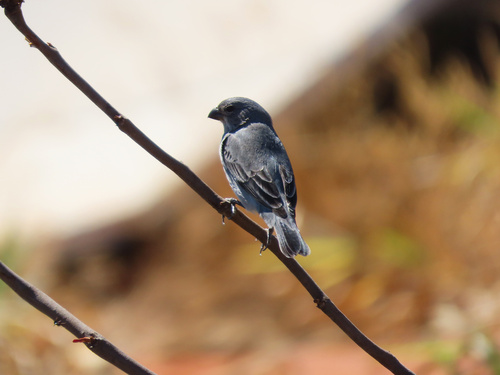 Plumbeous Seedeater (Sporophila plumbea), photo 8