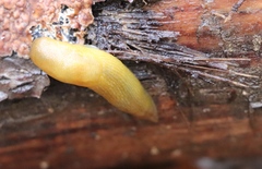 Malacolimax mrazeki
