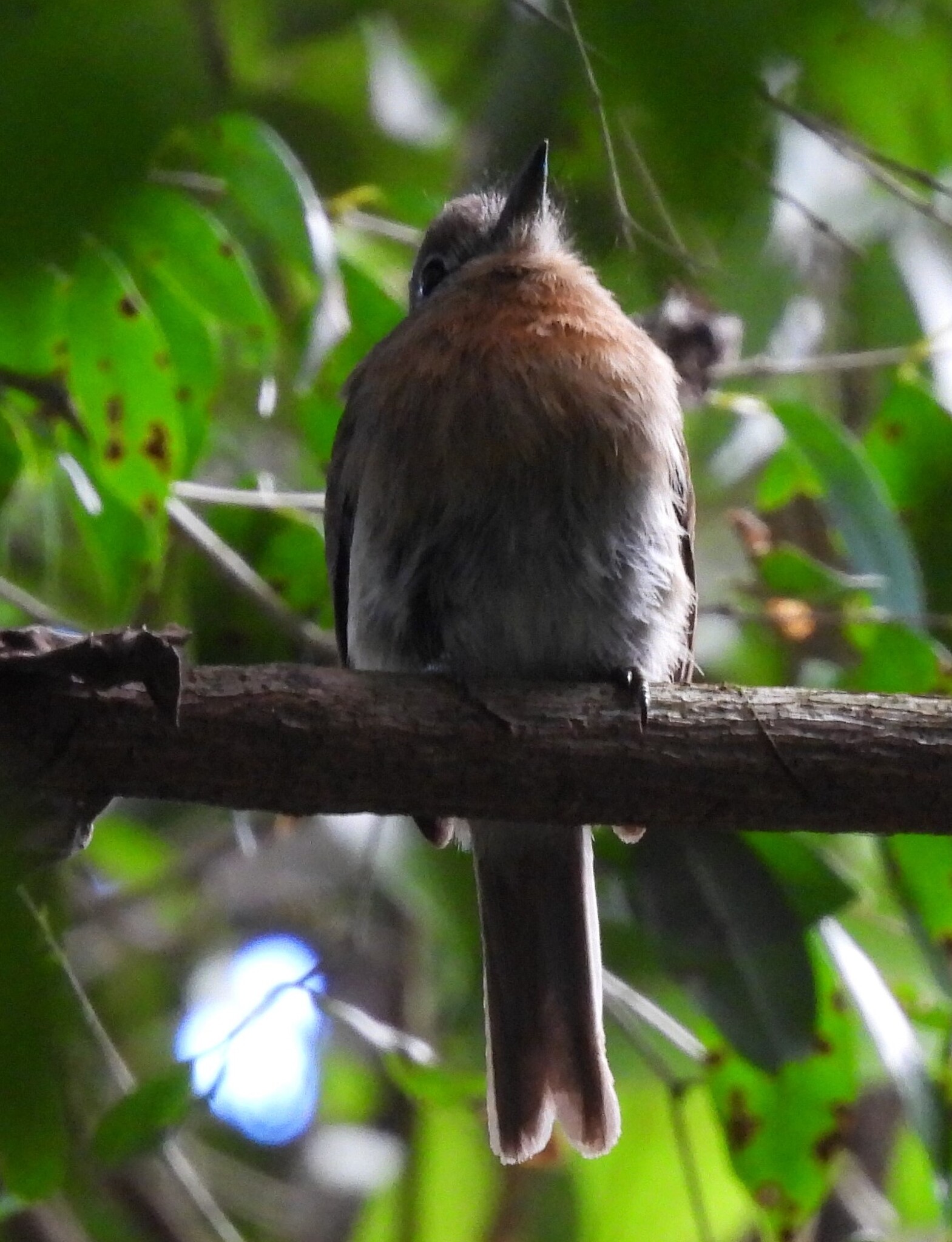 Rusty-breasted Nunlet (Nonnula rubecula), photo 6