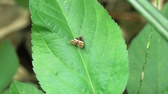 Choreutis xanthogramma