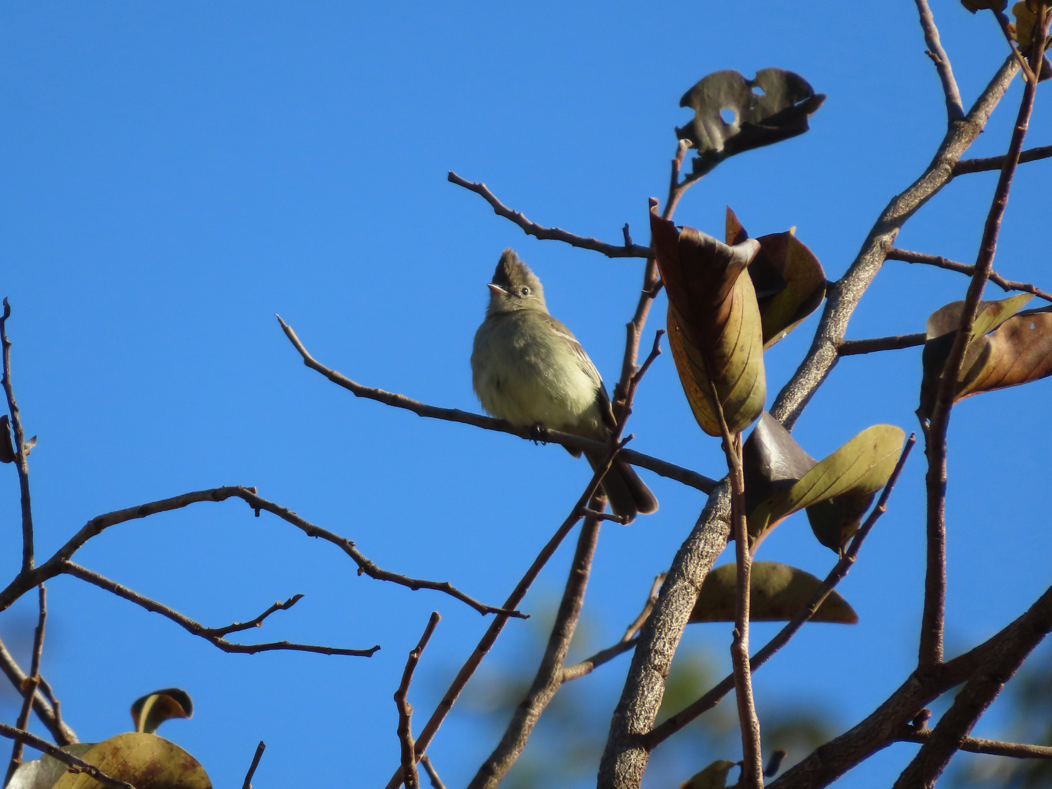 Plain-crested Elaenia (Elaenia cristata), photo 5