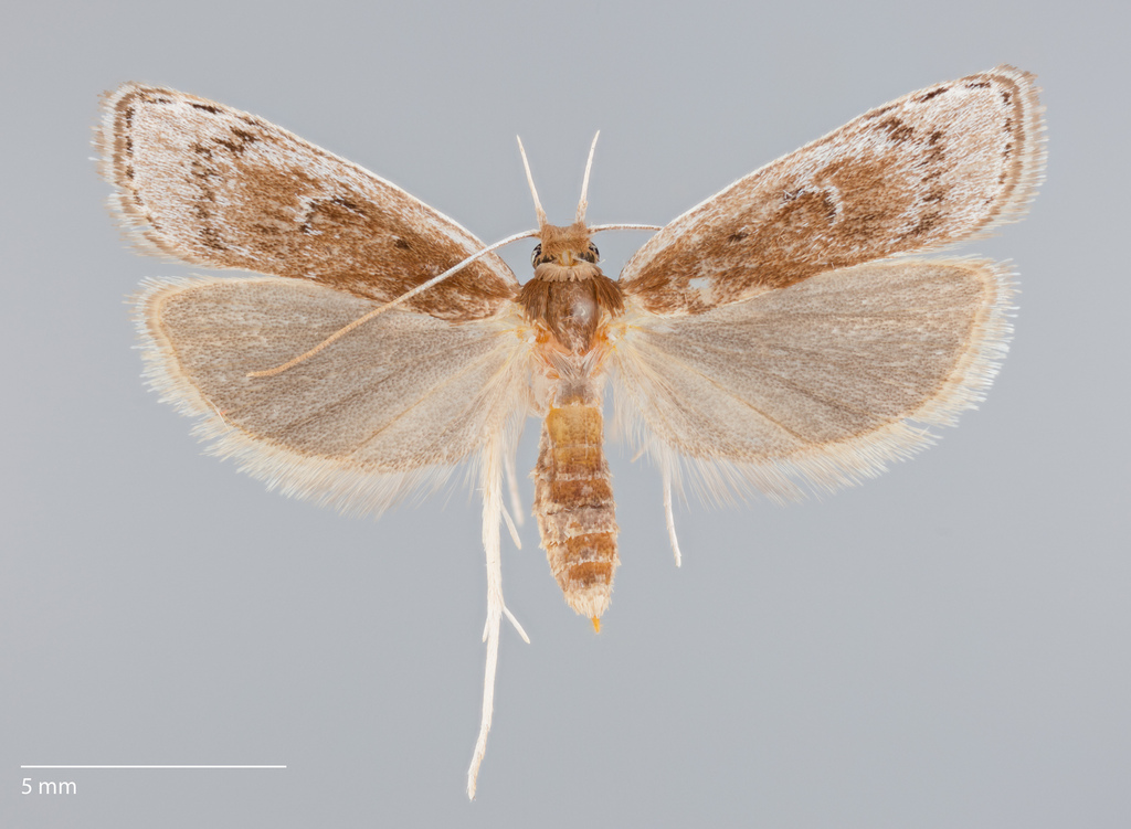 Eupragia banis