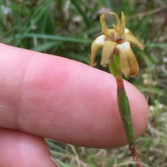 Moraea inconspicua
