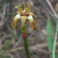 Moraea inconspicua