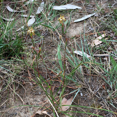 Moraea inconspicua