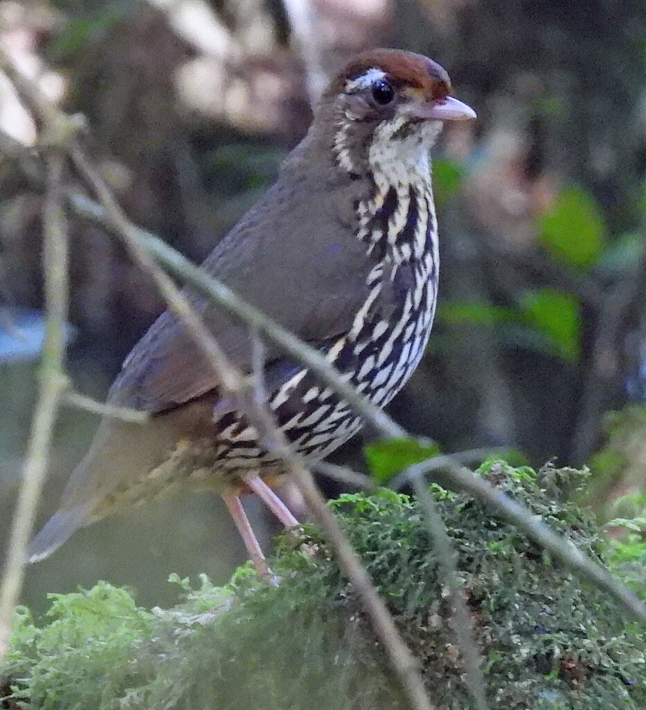 Short-tailed Antthrush