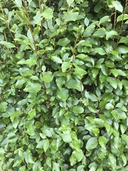 Griselinia