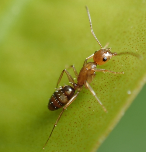 Camponotus ogasawarensisCamponotus ogasawarensis