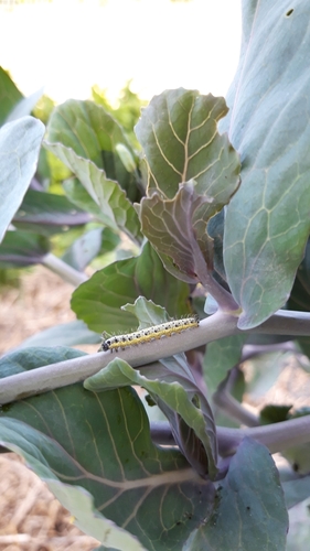 Pieris brassicae