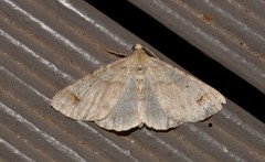 Syneora hemeropa