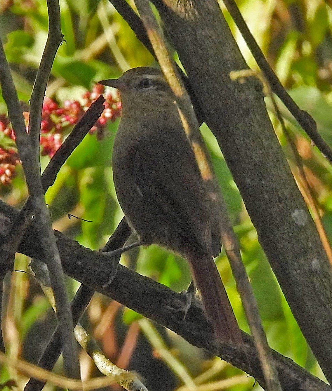 Olive Spinetail (Cranioleuca obsoleta), photo 2