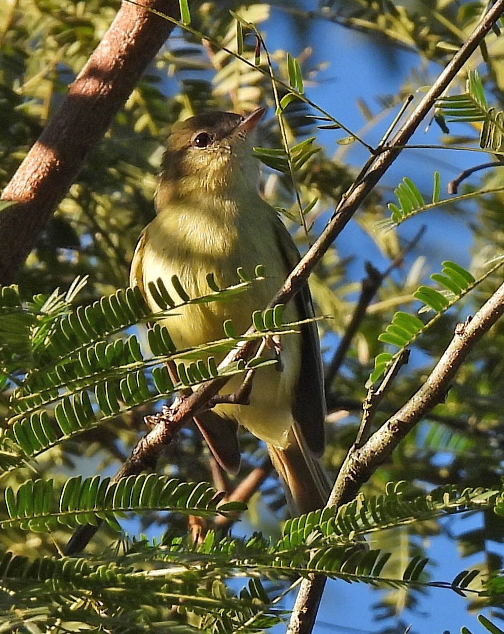Greenish Tyrannulet (Phyllomyias virescens), photo 2