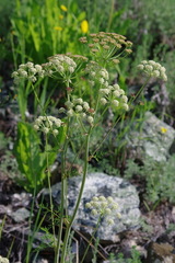 Cnidium cnidiifolium