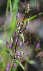 Gentianella propinqua propinqua