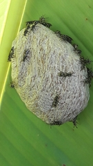 Protopolybia exigua