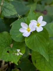 Viola rugulosa
