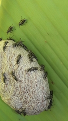 Protopolybia exigua