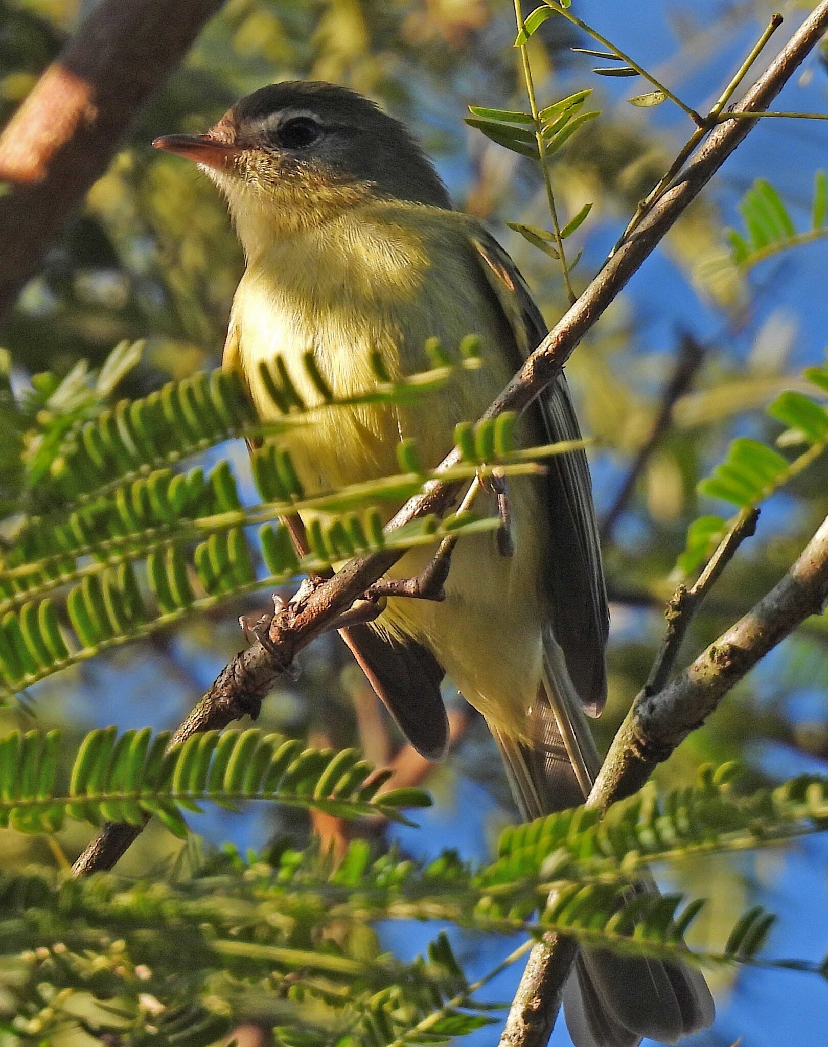 Greenish Tyrannulet (Phyllomyias virescens), photo 3