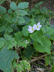 fiona, CC0, iNaturalist via GBIF Viola rugulosa, photograph fiona, CC0, iNaturalist via GBIF