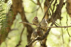 Amadina erythrocephala