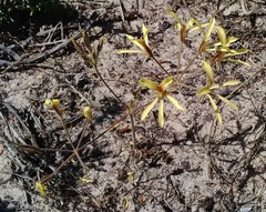 Pelargonium sabulosum