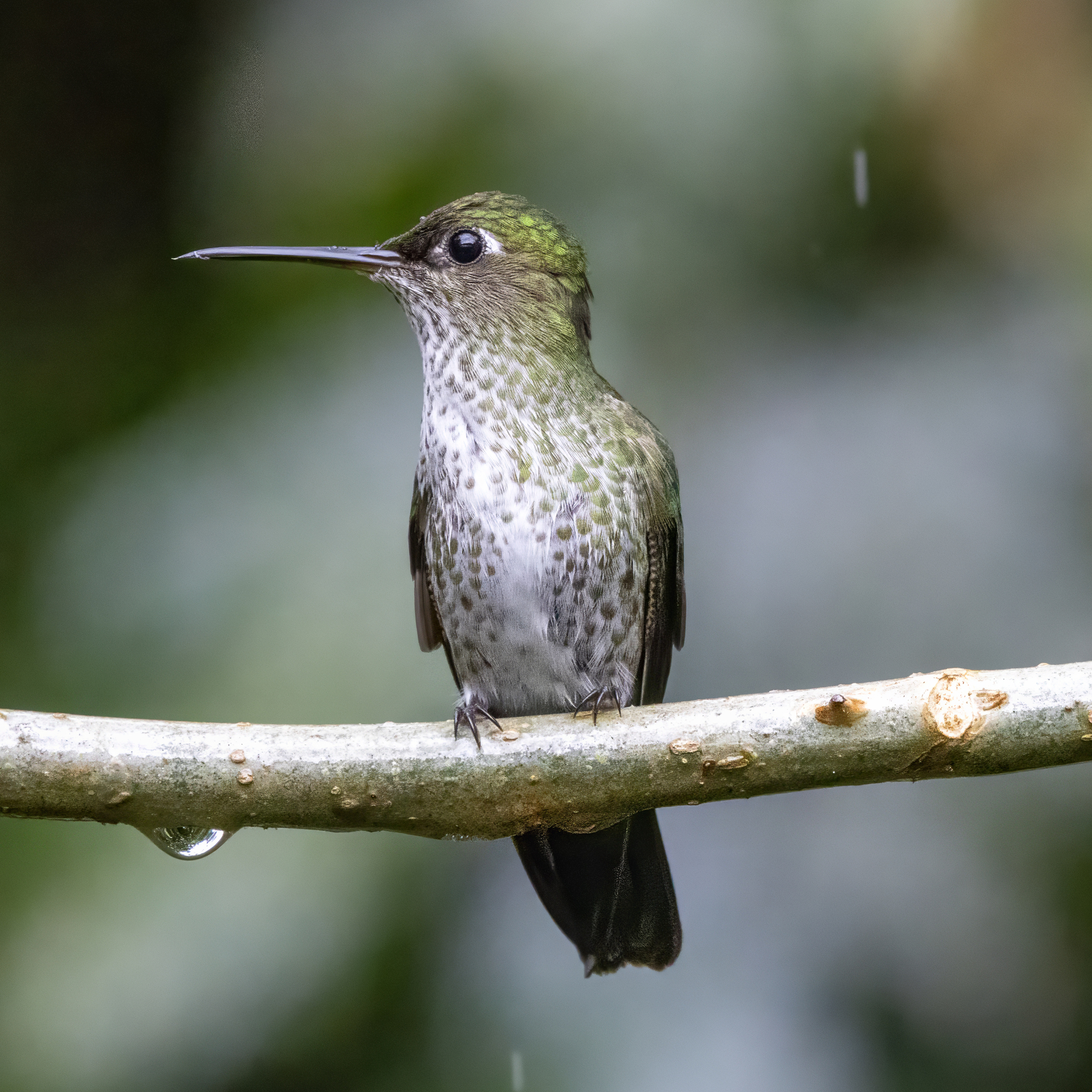 Many-spotted Hummingbird (Taphrospilus hypostictus), photo 2