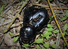 Pentodon bidens punctatus