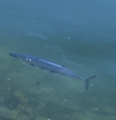 Skipjack tuna (Katsuwonus pelamis) — Scombridae — 4