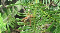 Cardiodactylus guttulus