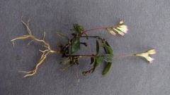 Spigelia genuflexa