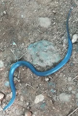 Aparallactus lunulatus