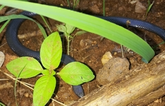 Aparallactus lunulatus