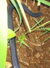 Aparallactus lunulatus