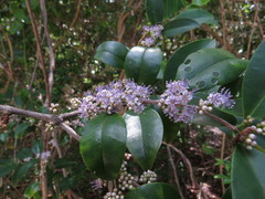 Memecylon pauciflorum