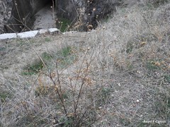 Mantisalca salmantica