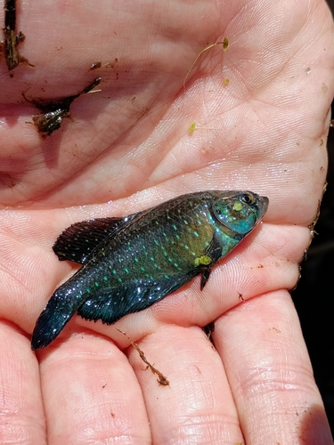 Argentine pearlfish (Austrolebias bellottii) — Rivulidae — 5