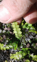 Blechnum blechnoides