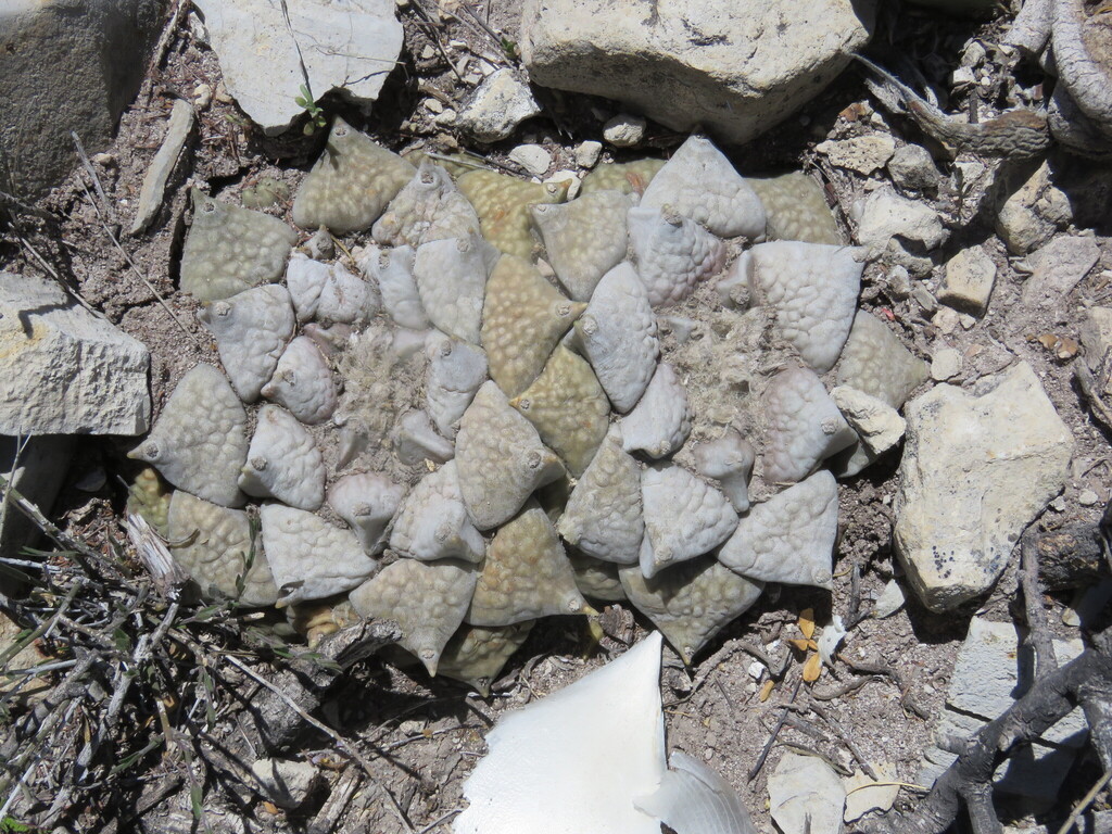Ariocarpus retusus, Zacatecas, MX