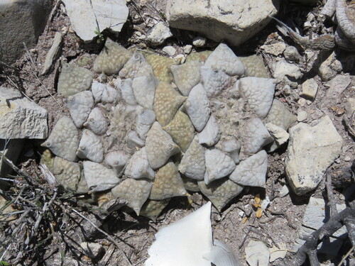 Ariocarpus retusus